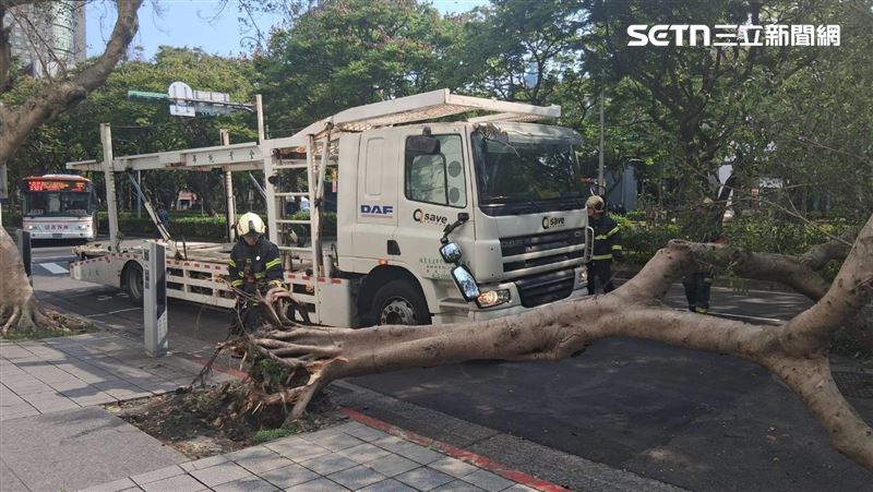 新/北市拖吊車出包 害8公尺路樹倒塌
