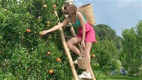 詐騙,誆騙,打工,泰女,草莓,苗栗,選妃,丟包