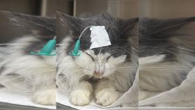 緬因貓,繁殖,桃園,動保處（圖／桃園市農業局提供）