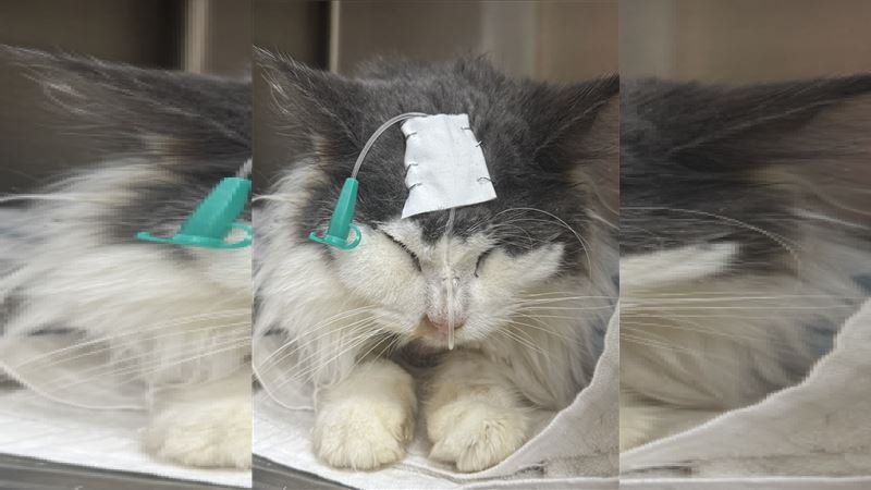 中壢34隻緬因貓住「屎尿堆中」動保處開罰