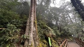 拉拉山國家森林遊樂區。（圖／翻攝自林保署官網）