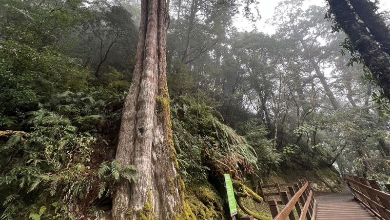 14處森林遊樂區優惠 連假免費入園條件曝