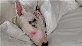 李惠英在社群平台上傳了愛犬的照片。（圖／翻攝自X平台 @treewg）