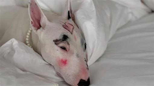 狗狗臉被塗鴉　韓女星開心曬合照慘挨轟