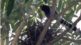 台灣藍鵲。（圖／台北市動物保護處）