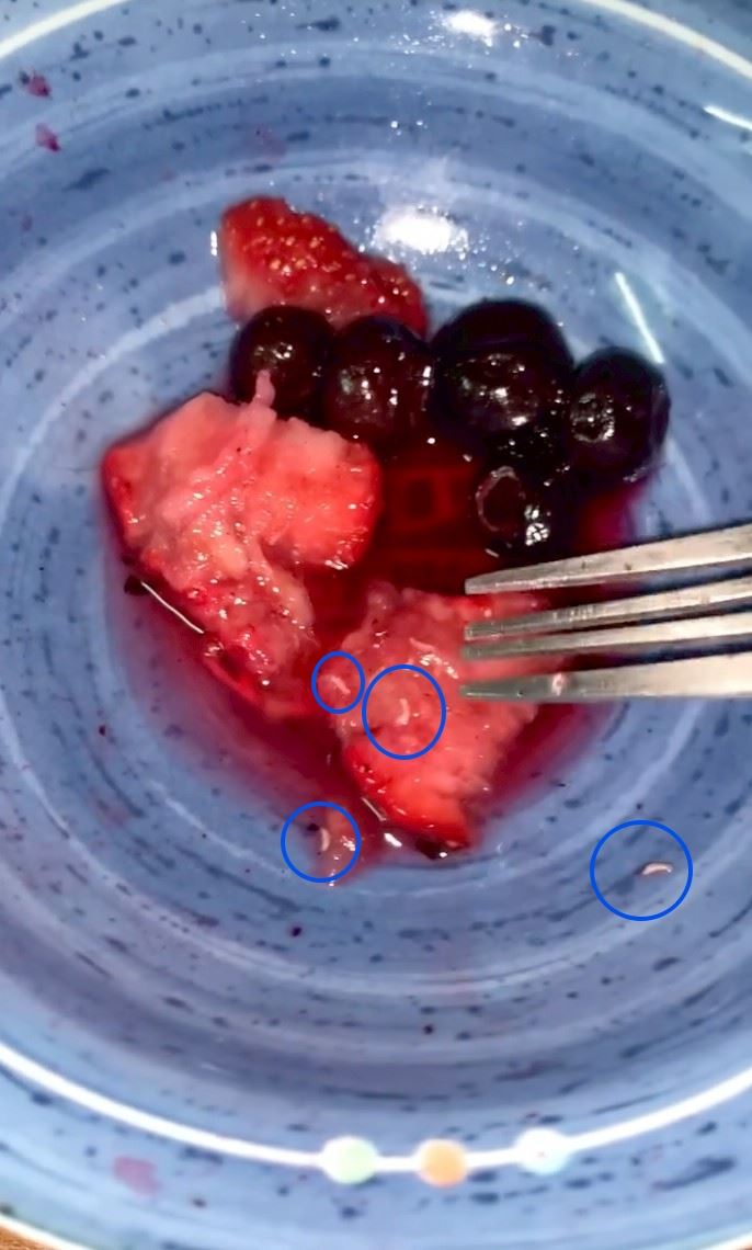 好市多冷凍草莓驚見「蠕動白蟲」⋯苦主：已吞百顆！衛生局稽查結果曝光（圖／翻攝爆料公社）