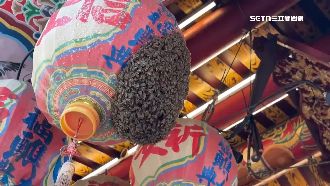 獨/台南永華宮萬蜂飛舞 信眾：跟神明祝壽