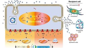 「黏膜防護」新概念　再生醫學黑科技曝光