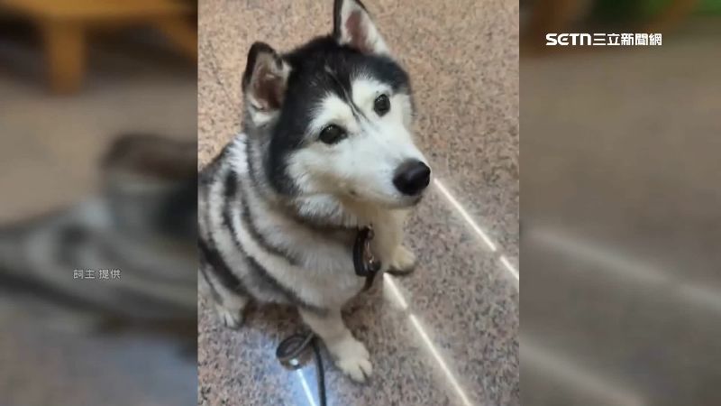 過往哈士奇可愛影片，竟因跑到路上坐著休息被貨車活活撞死。（圖／飼主提供）