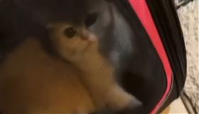 水淋貓頭、隔袋狠揍！桃園科技男殘忍虐貓（圖／黃瓊慧Threads)