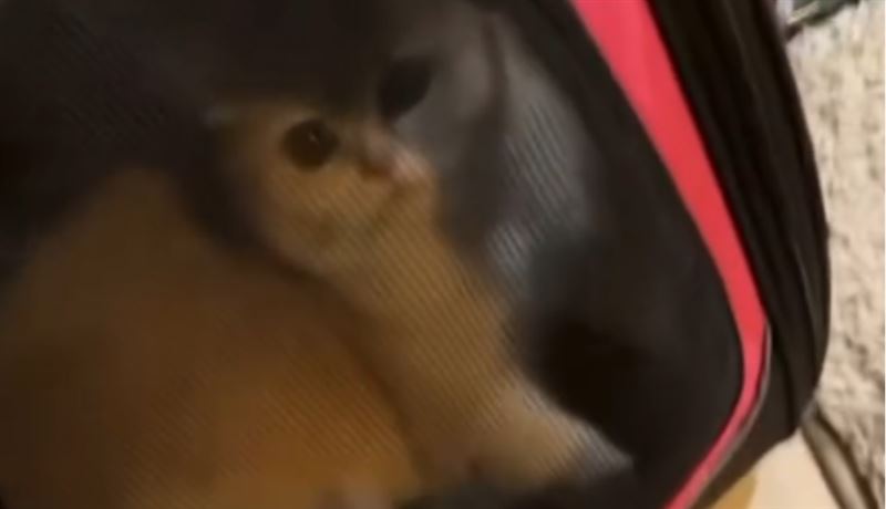 水淋貓頭、隔袋狠揍!桃園科技男殘忍虐貓