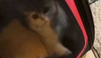 水淋貓頭、隔袋狠揍！桃園科技男殘忍虐貓