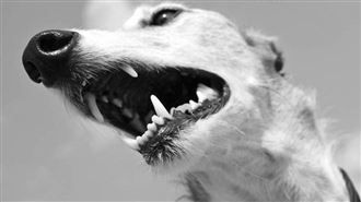 流浪狗咬人後暴斃確診狂犬病　女急打疫苗