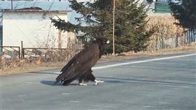 吉林路上出現一隻身長1.2米的巨雕逛大街，被目擊民眾拍下影片放上網。（翻攝微博）