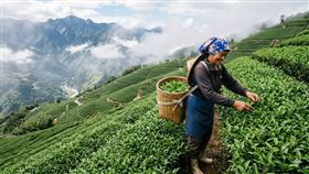 茶園,茶農,茶葉,阿里山,梨山（示意圖／AI生成）