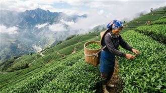 獨／阿里山春茶乾旱衝擊　頂級茶恐漲破萬