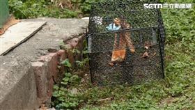 北市公園「鼠群開趴」里長：已加強投藥處理