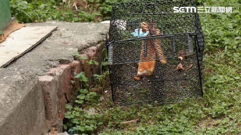 獨/嚇鼠!錦州公園堆垃圾、老鼠亂竄