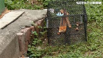 獨／嚇鼠！錦州公園堆垃圾、老鼠亂竄