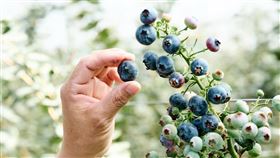 藍莓,阿里山,MIT