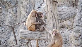 日本市川市動物園的小猴 Panchi 曾因依賴布偶聞名，如今已能放下玩偶，與同齡夥伴在樹上歡樂嬉戲。（翻攝自X/市川市動植物園（公式））