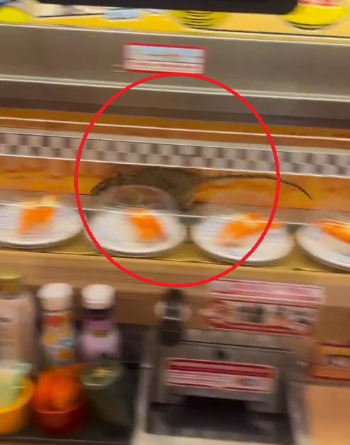 老鼠在迴轉台上狂奔。（圖／翻攝自微博）