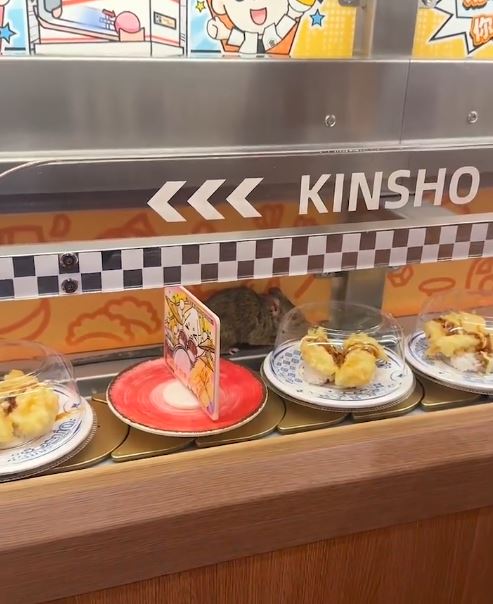 老鼠出現在迴轉台上。（圖／翻攝自微博）