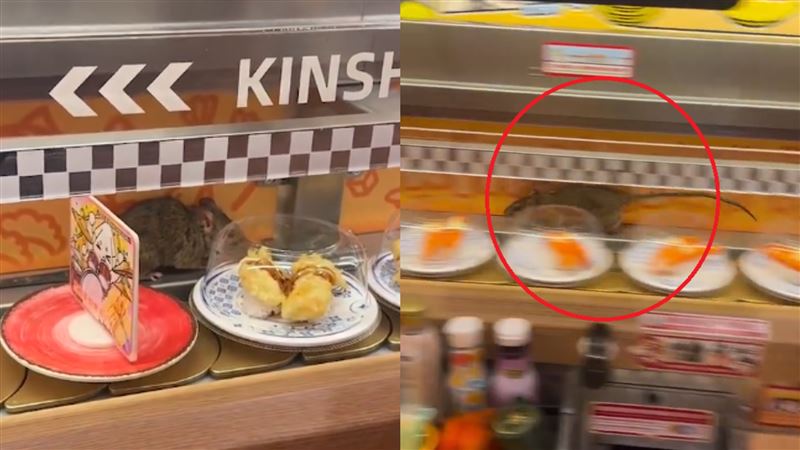 壽司店驚見「迴轉米奇」!巨鼠狂奔畫面曝