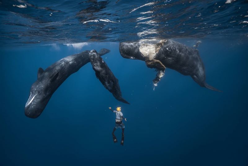 彈頭出遊加勒比海直擊抹香鯨分娩全程。(圖/美秀創意提供)