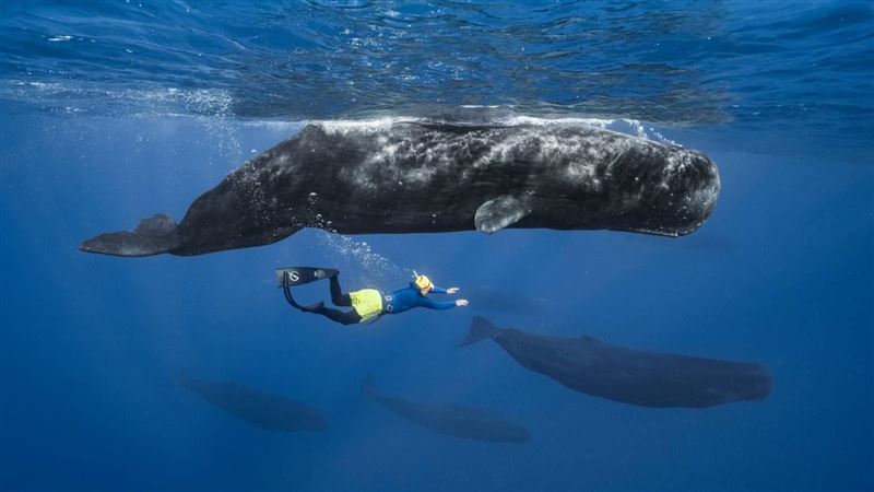 彈頭出遊加勒比海直擊抹香鯨分娩全程。(圖/美秀創意提供)