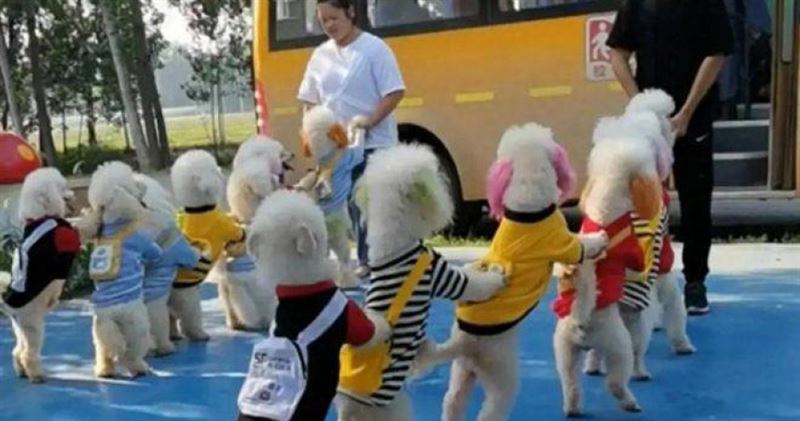 上海有飼主每月花費約1.2萬元人民幣（約新台幣5.3萬元），送犬隻至「狗狗幼兒園」接受訓練與托管。（圖／翻攝自卷史）