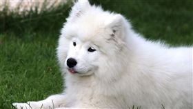 ▲薩摩耶犬（圖／翻攝自pixabay）