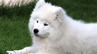 寵物上學比人貴？狗狗幼兒園還要排隊候補