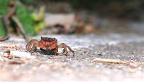 橫越生死線：綠島護蟹俠客，為「白眉毛」媽媽搭起回家路。（圖／三立永續辦公室提供） 