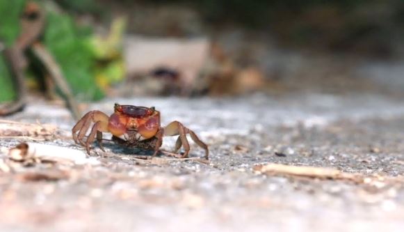 橫越生死線：綠島護蟹俠客，搭起回家路