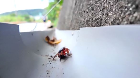 護蟹化為日常:島嶼的永續之路。(圖/三立永續辦公室提供)