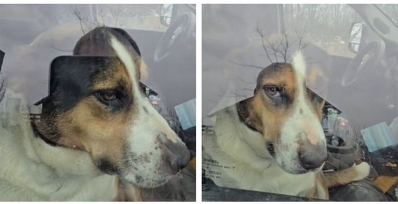 邊境牧羊犬坐在車內，疑似自行鎖門將主人反鎖車外。（圖／翻攝自TikTok，kcc42526）