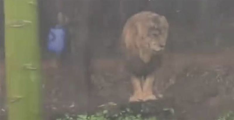 廣州長隆一隻獅子在暴雨中站立不動，畫面引發關注。（圖／翻攝自台州晚報）