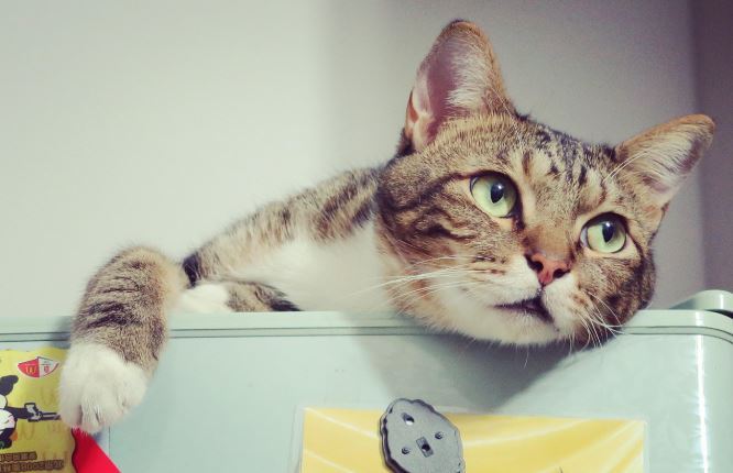 對待貓咪太過主動，貓咪反而不喜歡。（示意圖／PIXABAY）