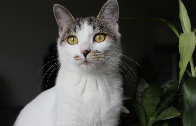 貓咪為什麼比較喜歡男主人？原來背後有科學依據。（示意圖／PIXABAY）