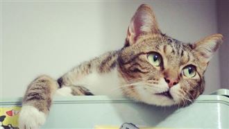 貓咪偏愛男主人？背後原來有科學根據