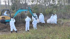 棄置禽流感雞屍上千隻，豐原畜牧場負責人遭起訴。（苗栗縣政府提供）