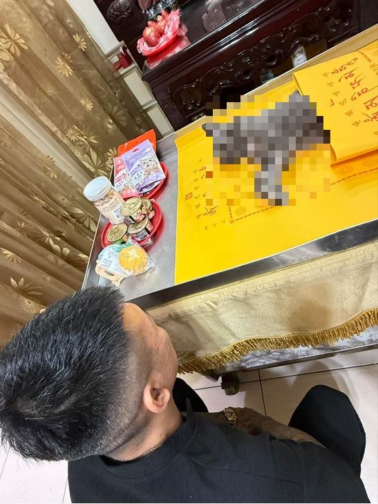 鳳梨哀悼表示「沒病沒痛了，希望祢好好跟著菩薩的腳步去修行，我會記得祢的，親愛的斯貝壞貓咪。」（圖／翻攝自鳳梨臉書）