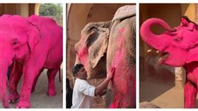 齋浦爾粉紅大象人體藝術攝影引發動物剝削爭議。（圖／翻攝自IG，julia.buruleva）