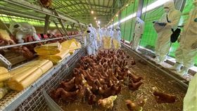 禽流感,豐原,豐康牧場,蛋雞場,撲殺（圖／台中市府提供）