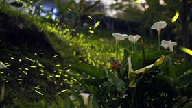 從台灣燈會到螢光飛舞！嘉義的光不間斷　嘉義山區賞螢季4月浪漫開跑（業配勿用）