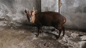 廟公與善心信徒提供山羌安靜棲身之處。（圖／翻攝畫面）