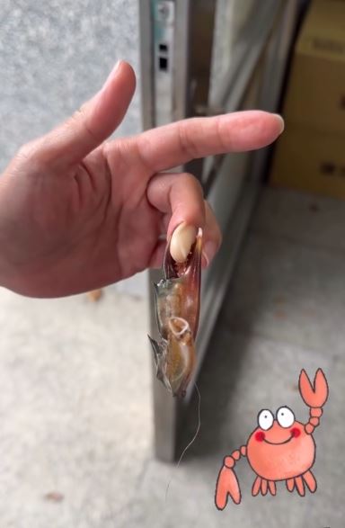 一名婦人的手指被紅蟳的斷螯緊緊夾住，痛到求助消防隊員。（圖／翻攝自Threads @kb_firefighter）