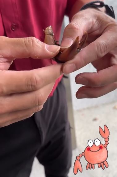 螃蟹斷螯的夾力之強，讓消防隊員大吃一驚。（圖／翻攝自Threads @kb_firefighter）