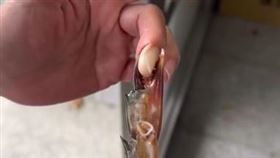 手被紅蟳，斷螯，夾到拔不開，求助，消防員驚:第一次遇到（圖／翻攝自Threads @kb_firefighter） 